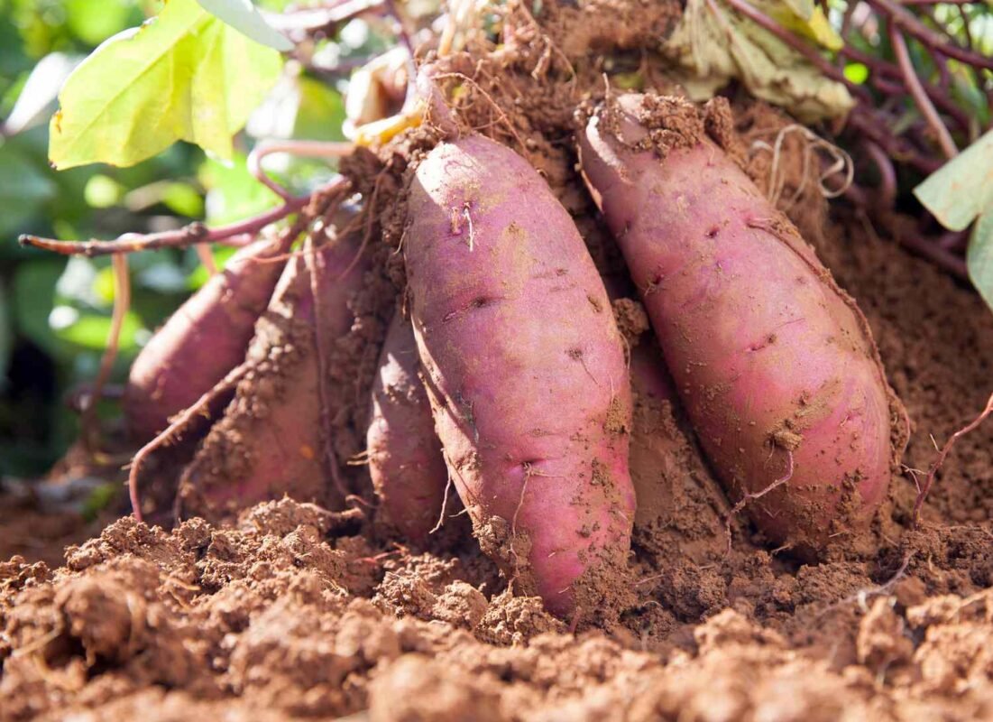 How to Grow Sweet Potatoes in Your Backyard
