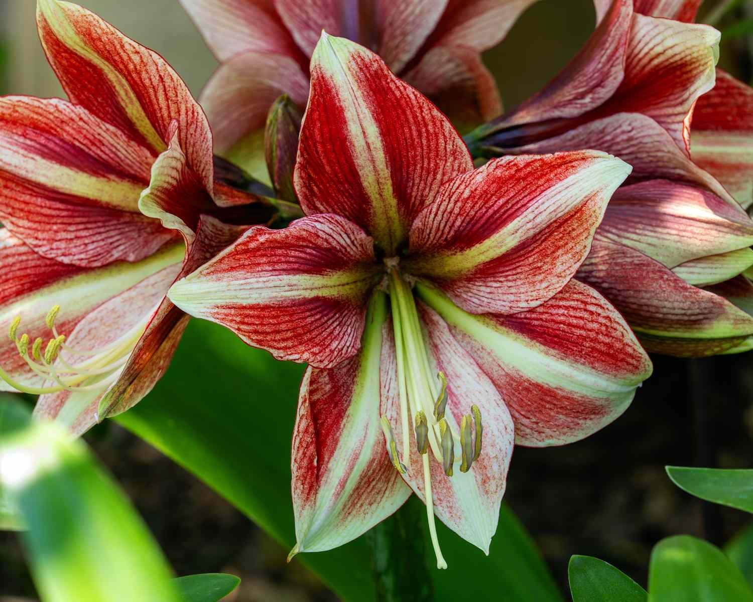 Can Amaryllis Be Planted Outside? Here's What Garden Experts Say