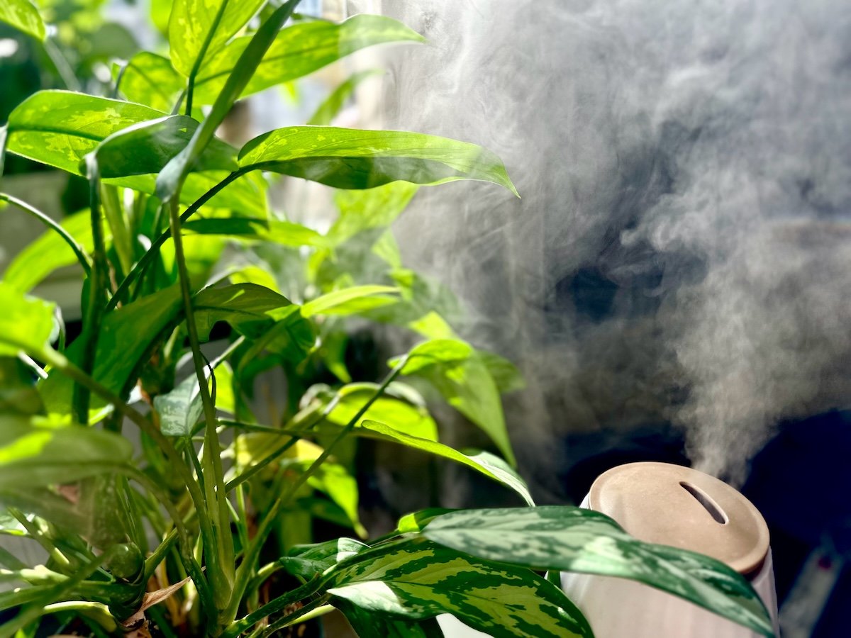 How to Increase Humidity for Plants Indoors