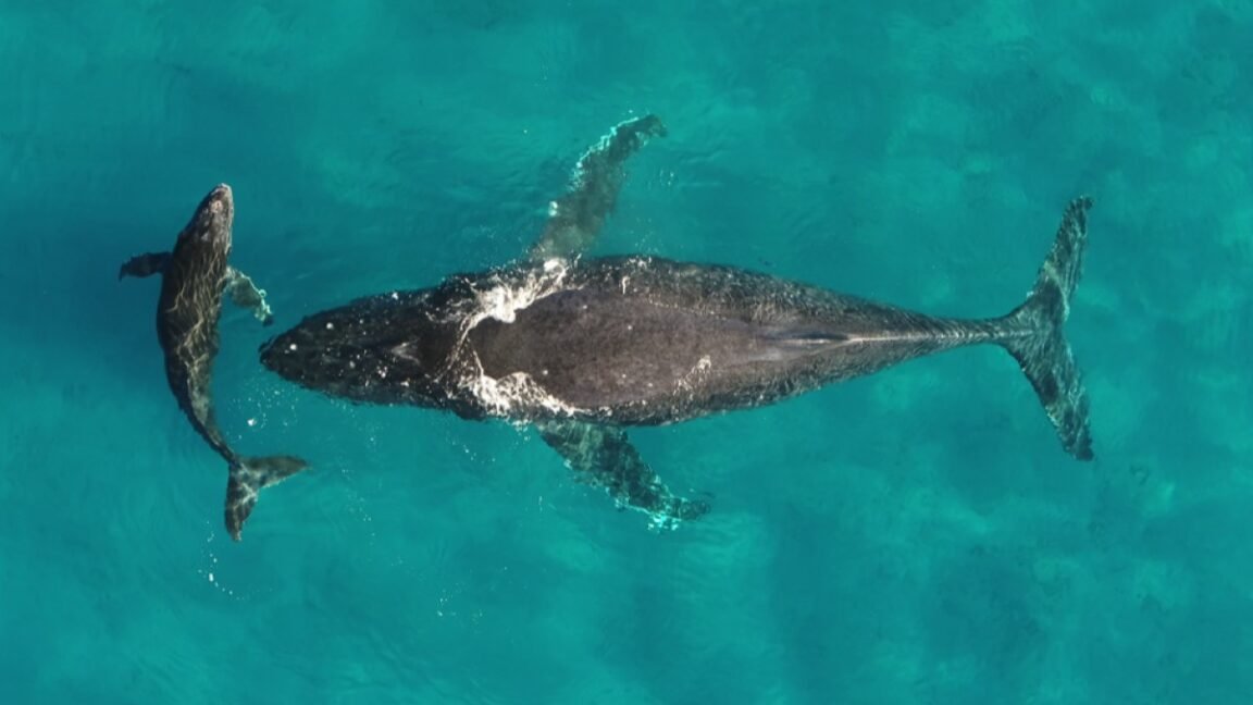 mama whale and baby whale against a deep blueish green ocean background