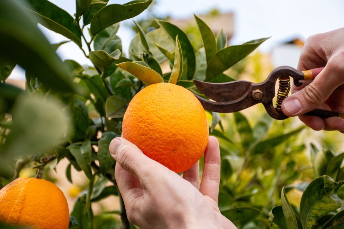 4 Expert Tips for Picking at Peak Flavor