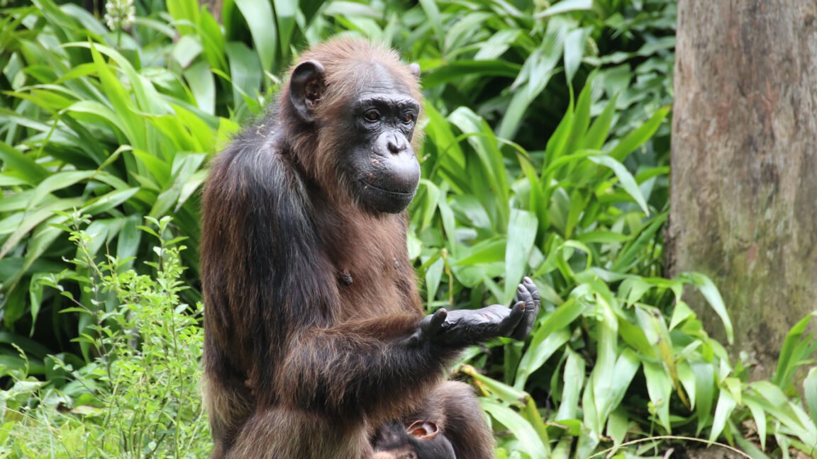 A lush green background, with a chimp in the foreground contemplating its own hand as it gestures enigmatically.