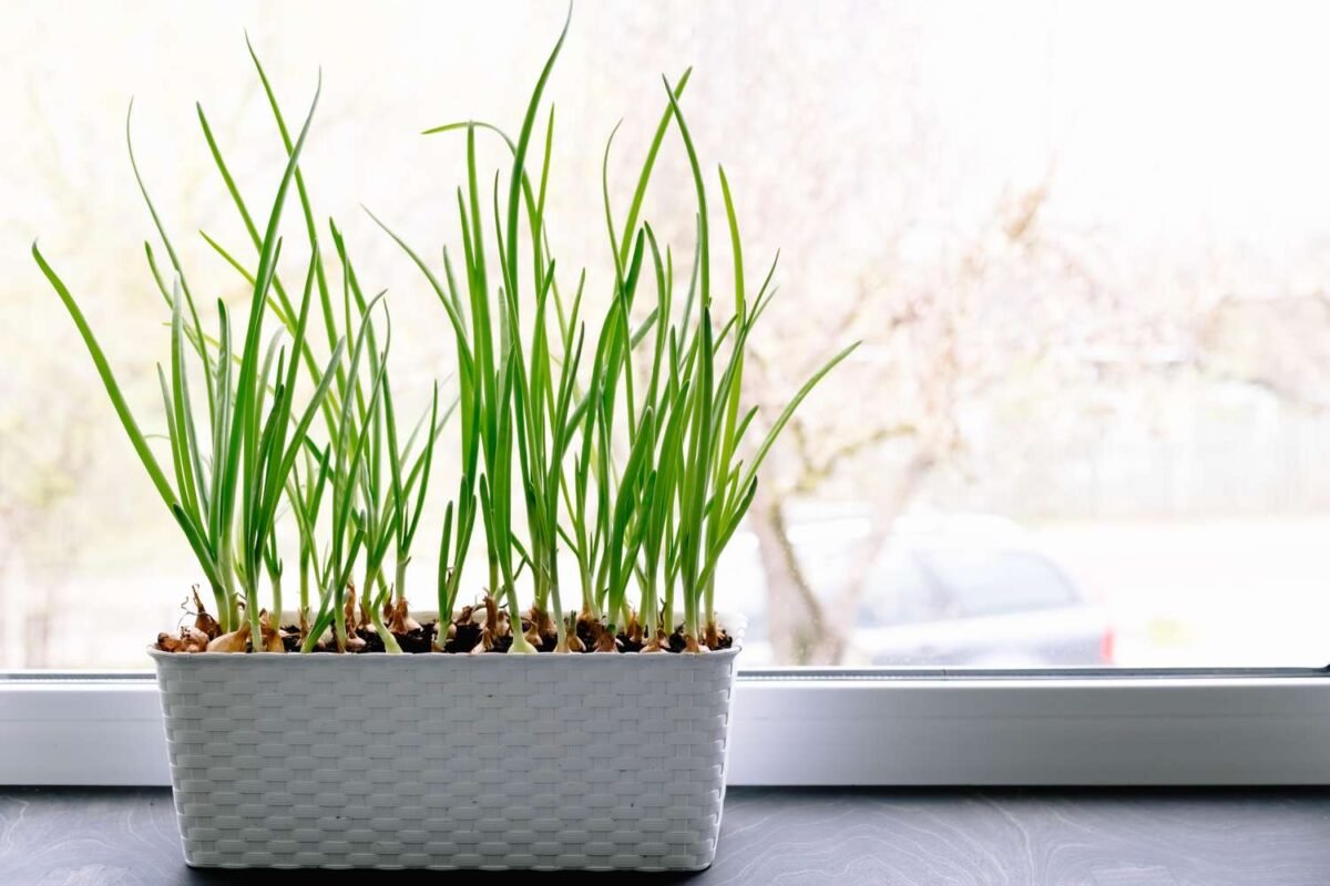 How to Grow Green Onions Indoors, Experts Say