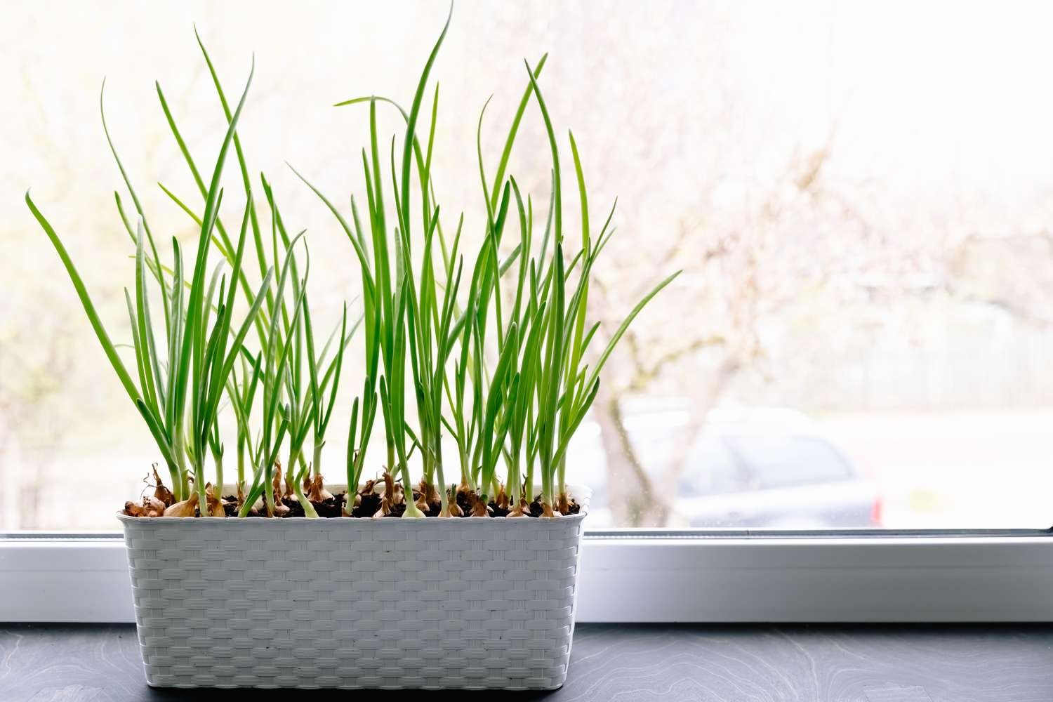How to Grow Green Onions Indoors, Experts Say