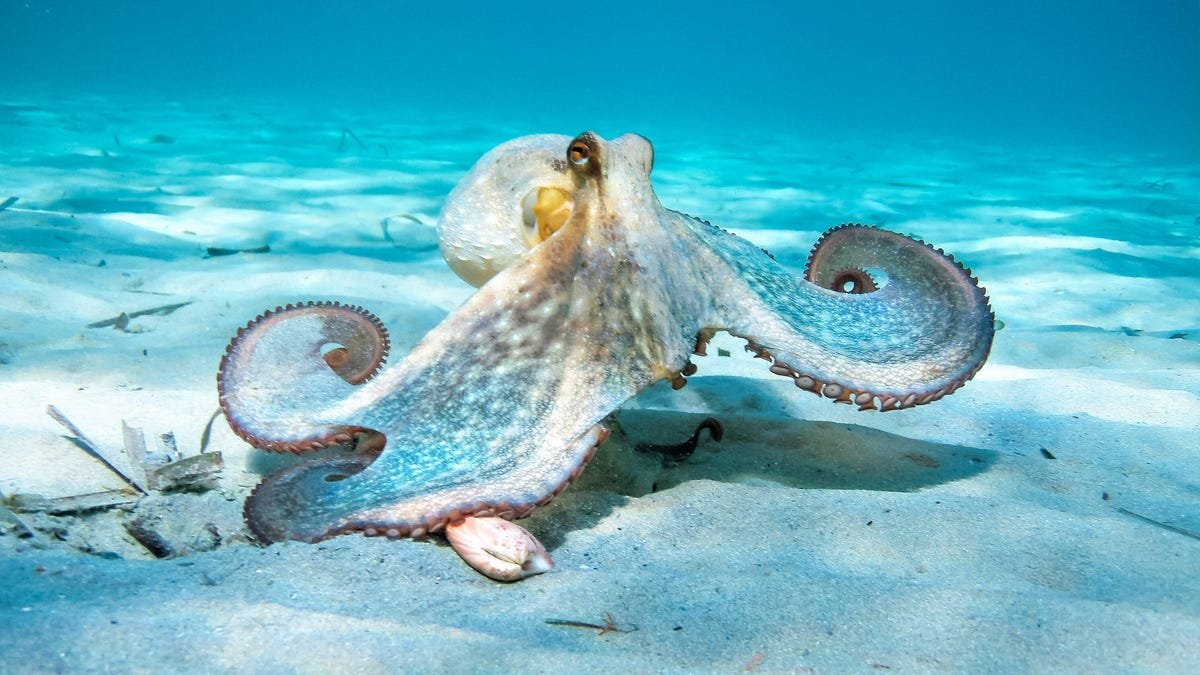 An octopus moves along the floor of the ocean. The octopus, which is various shades of blue with a touch of yellow, blends in with the blue surrounding.