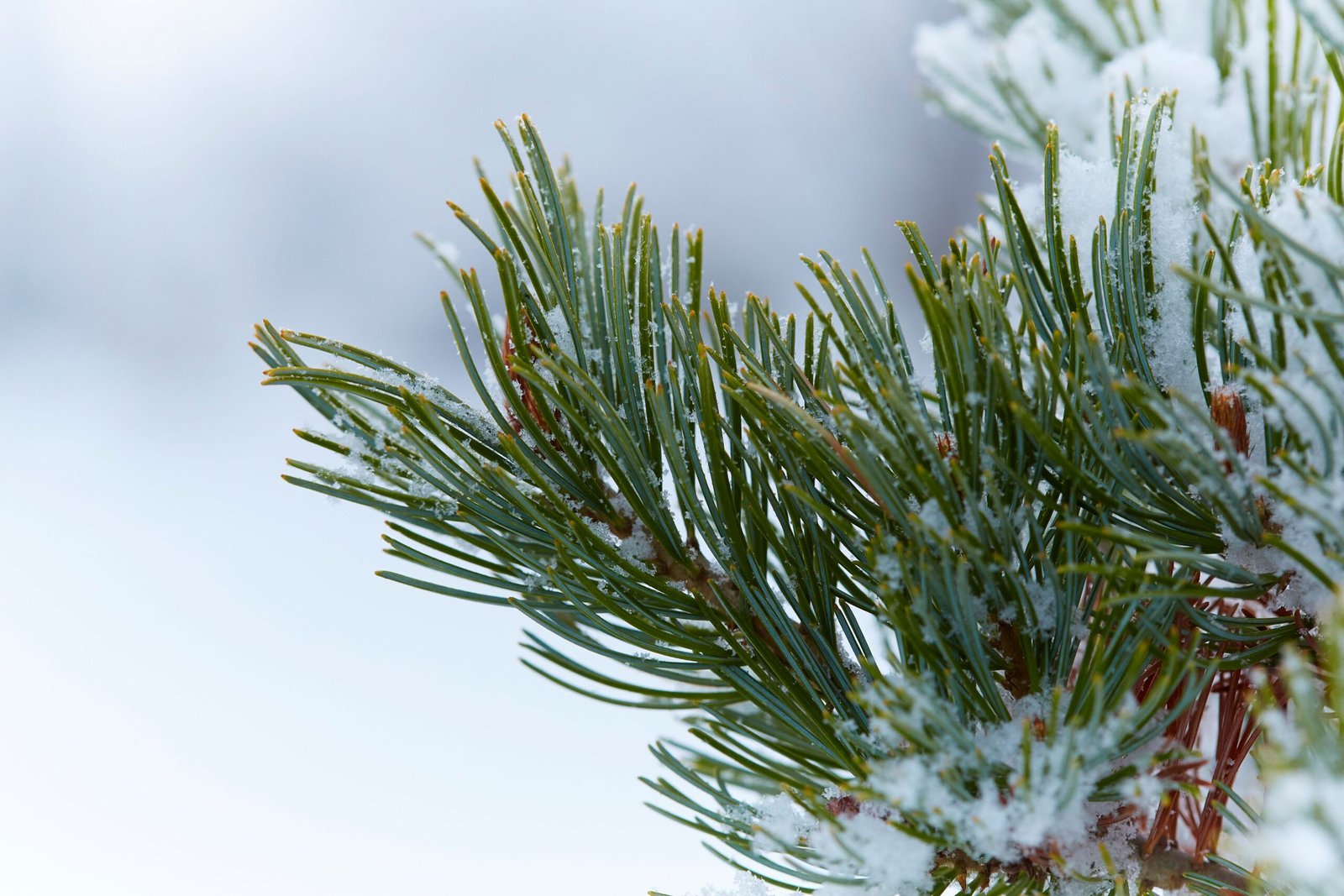 How to Protect Trees and Shrubs from Snow and Ice Damage