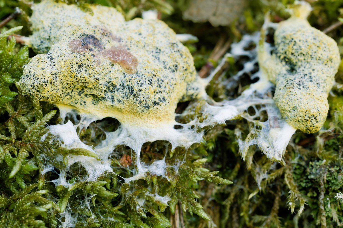What to Do About Dog Vomit Slime Mold