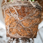7 Houseplants That Thrive When Root-Bound