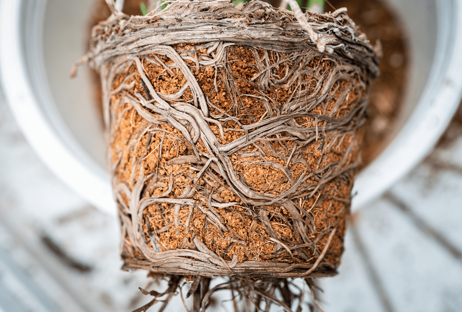 7 Houseplants That Thrive When Root-Bound