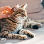 Cats may hold clues for human cancer treatment
