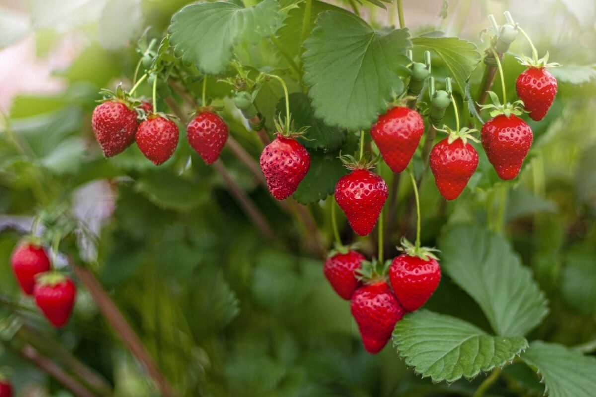 How Long Does It Take Strawberries to Grow?
