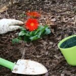 What to Plant in May for a Bountiful 2026 Harvest