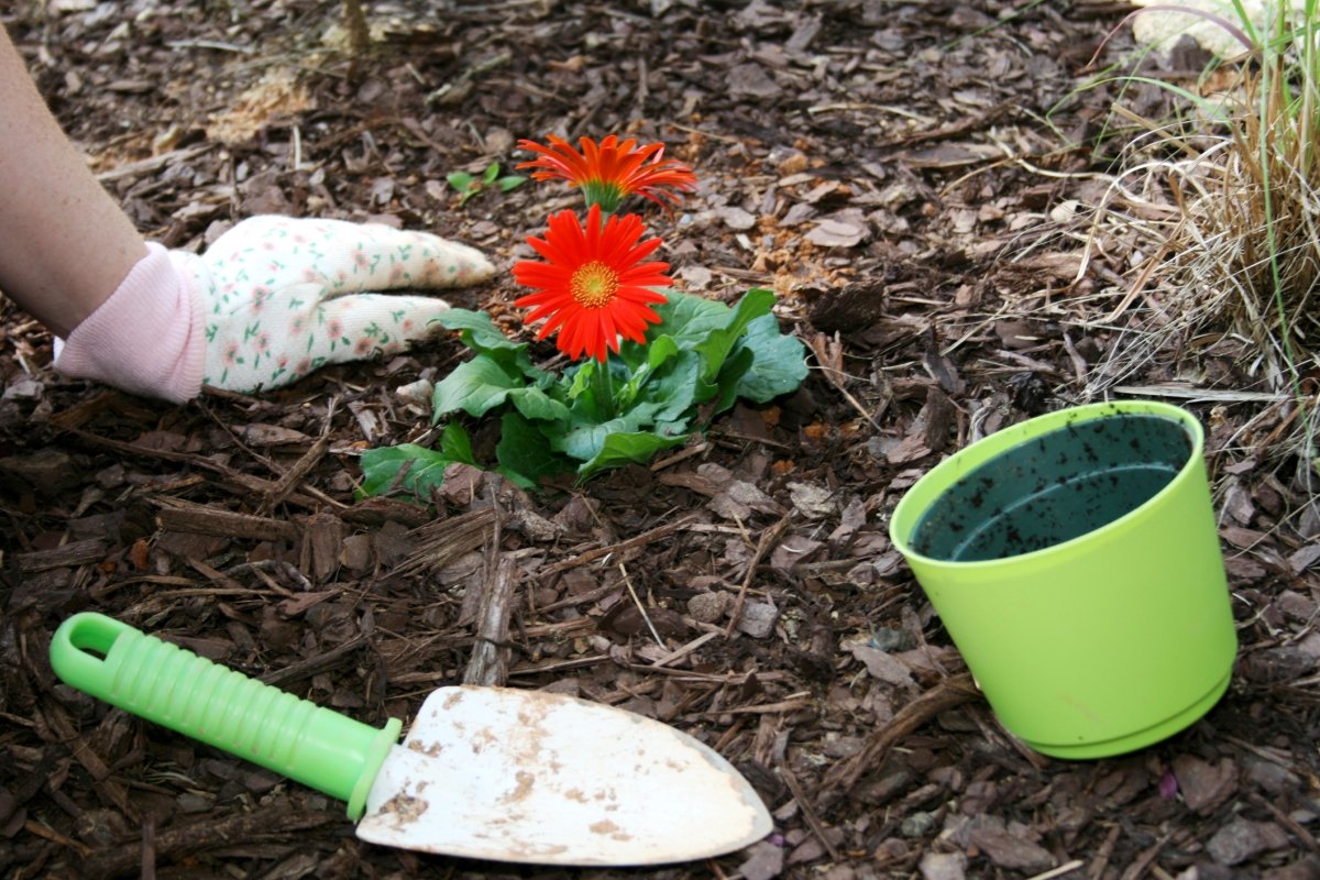 What to Plant in May for a Bountiful 2026 Harvest