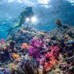 20 Best Snorkeling Destinations in the World for Beginners and Pros Alike
