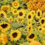 25 Types of Sunflowers to Brighten Up Your Garden