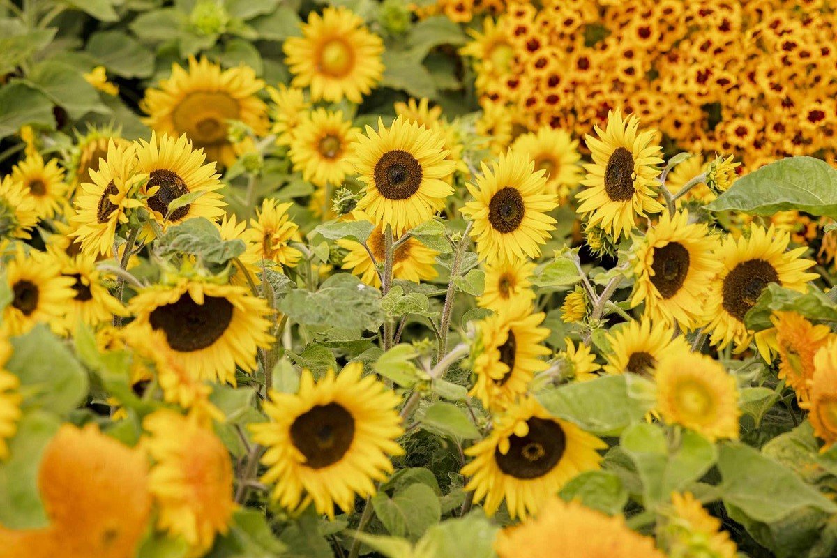 25 Types of Sunflowers to Brighten Up Your Garden