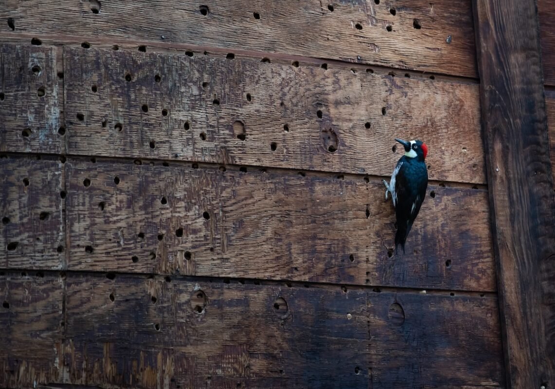 How to Get Rid of Woodpeckers That Are Damaging Your Home