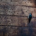 How to Get Rid of Woodpeckers That Are Damaging Your Home