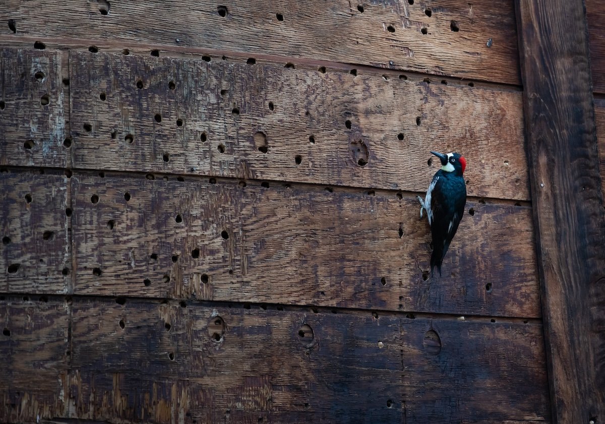 How to Get Rid of Woodpeckers That Are Damaging Your Home