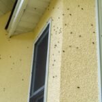 Keep Your Eyes Peeled for These Prevalent Invasive Insects in 2026