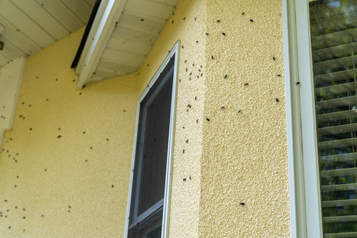 Keep Your Eyes Peeled for These Prevalent Invasive Insects in 2026