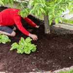 The Best Mulch of 2026
