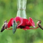 7 Mistakes You Are Making With Your Hummingbird Feeder