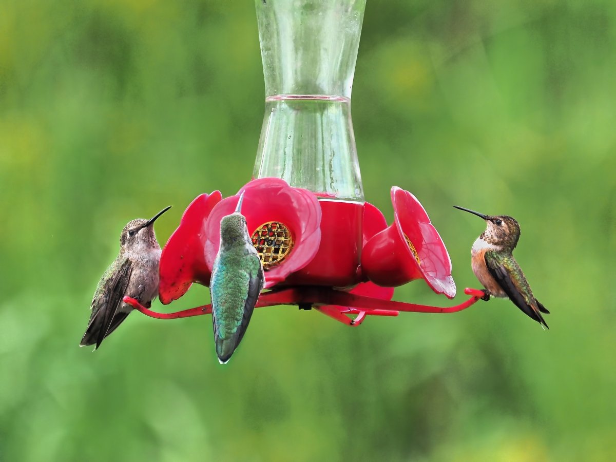7 Mistakes You Are Making With Your Hummingbird Feeder