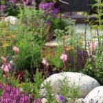 High Temps Won't Kill These 20 Heat Tolerant Plants and Flowers