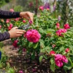 These Stunning Flowers Keep Blooming Without Deadheading