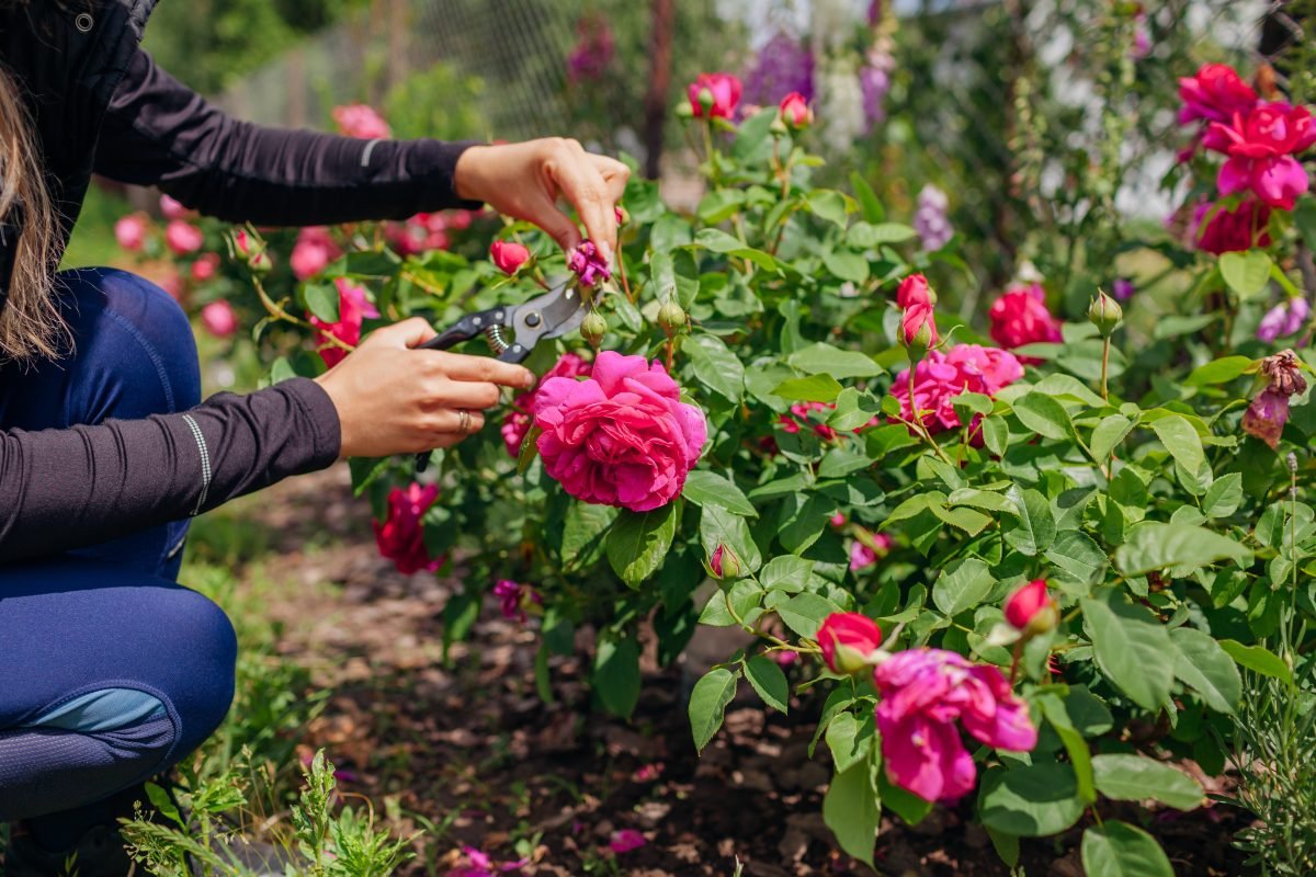 These Stunning Flowers Keep Blooming Without Deadheading