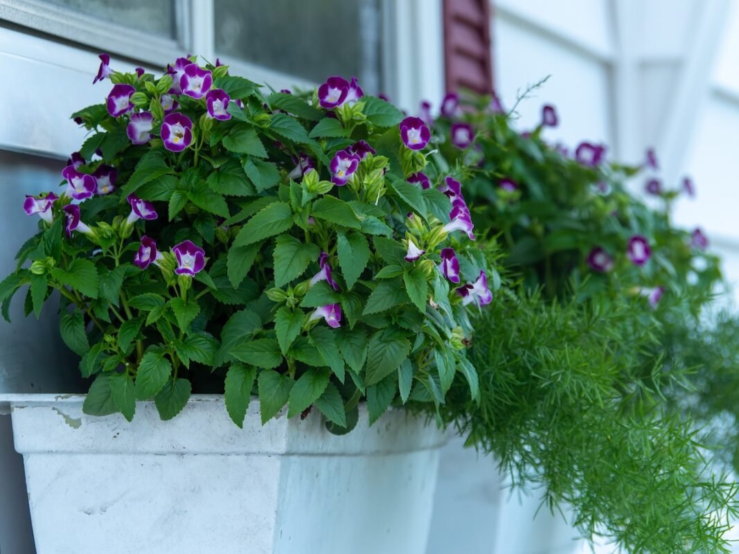 20 Container Plants for Shady Patios, Decks, and Landscapes