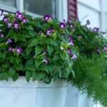 20 Container Plants for Shady Patios, Decks, and Landscapes