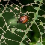 How to Get Rid of Japanese Beetles in Your Garden