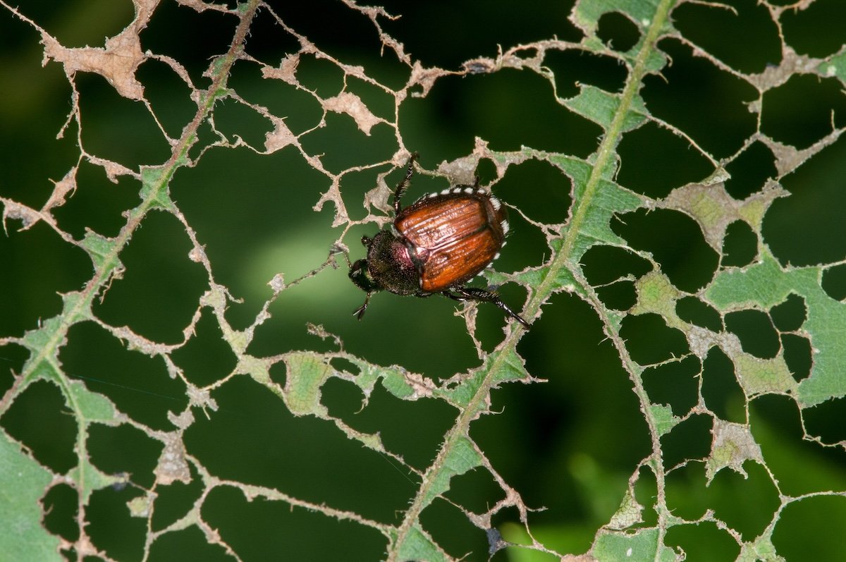 How to Get Rid of Japanese Beetles in Your Garden